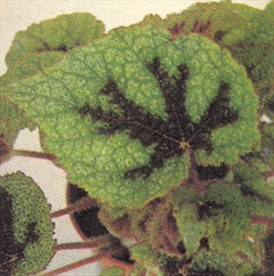 Bladbegonier - Begonia rex og Begonia masoniana - pasning