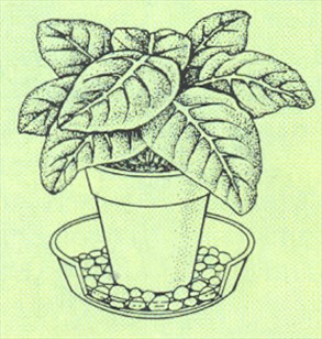 Gloxinia - Sinningia speciosa - pasning