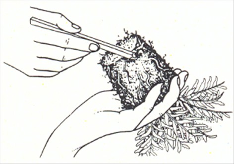 Nyrebregne - Nephrolepis exaltata - pasning