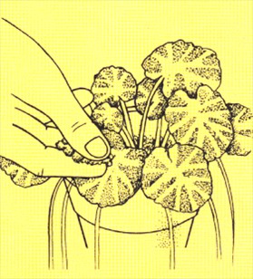 Jødeskæg - Saxifraga sarmentosa - pasning