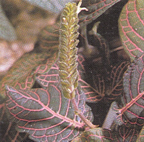 Rødåre - Fittonia verschaffeltii - pasning