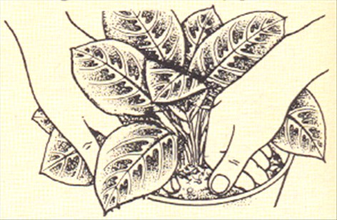 Fiskebensplante - Maranta og Calathea - pasning