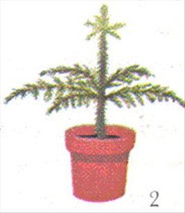 Stuegran - Araucaria excelsa - pasning