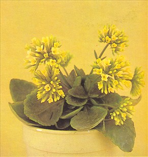 Koraltop - Kalanchoe blossfeldiana - pasning