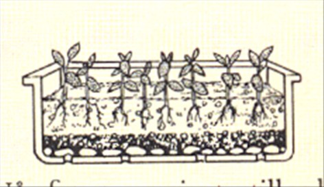 Hypoestes - Hypoestes sanguinolenta - pasning