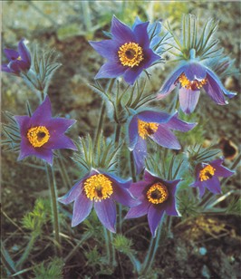 Kobjælde Pulsatilla