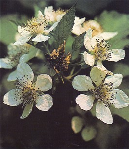 Brombær - Rubus fruticosus
