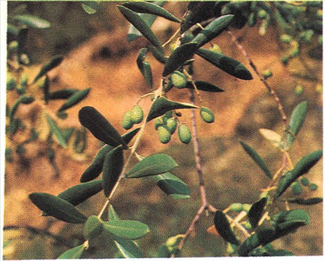 Oliventræ - Olea europaea