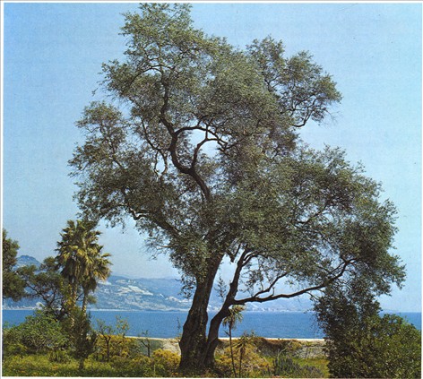 Oliventræ - Olea europaea