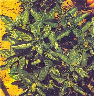 Basilikum - Ocimum basilicum