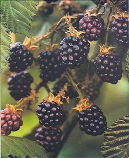 Brombær - Rubus fruticosus