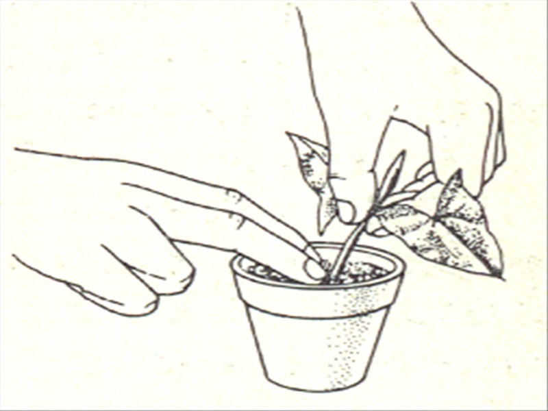 Gåsefod - Syngonium vellozianum - pasning
