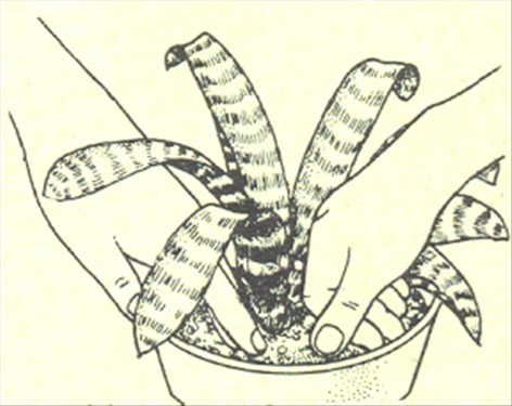 Fluesmækker - flammesværd - Vriesia splendens - pasning