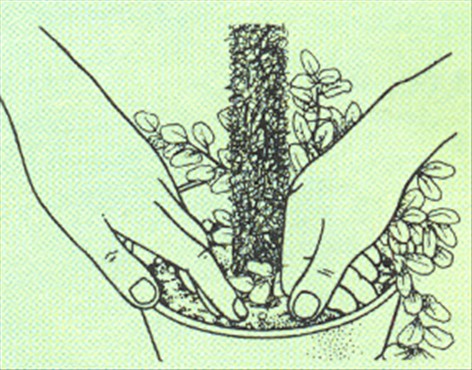 Hængefigen - Ficus pumila - pasning