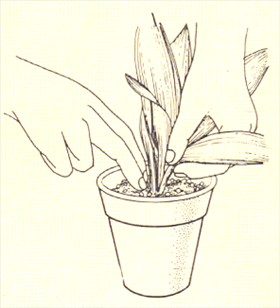 Aspidistra - Aspidistra elatior - pasning