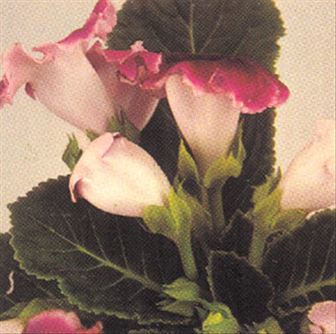 Gloxinia - Sinningia speciosa - pasning