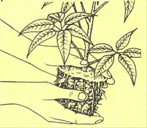 Paraplyplante - Schefflera actinophylla - pasning