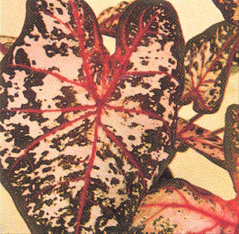 Elefantøre - Caladium bicolor - pasning