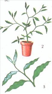 Koralkirsebær - Solanum capsicastrum - pasning