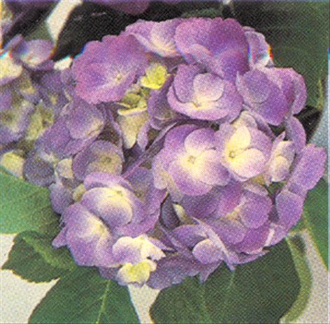 Hortensia - Hydrangea macrophylla - pasning