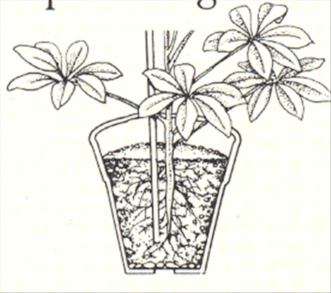 Paraplyplante - Schefflera actinophylla - pasning