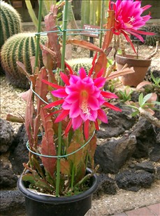 Bladkaktus - Epiphyllum