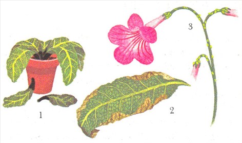 Spiralfrugt - Streptocarpus - pasning