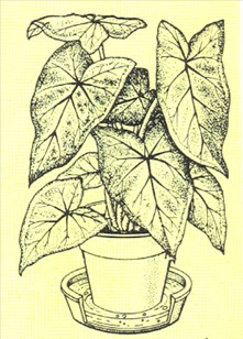 Elefantøre - Caladium bicolor - pasning