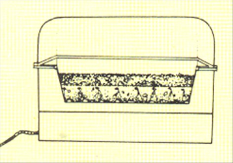 Philodendron, ikkeklatrende - Philodendron bipinnatifidum - pasning