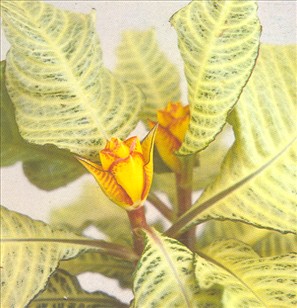 Aphelandra - Aphelandra squarrosa - pasning