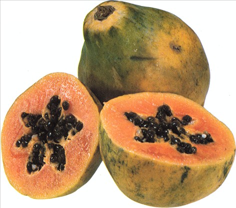 Melontræ / Papaya / Carica papaya
