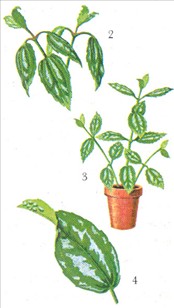 Eksplosionsplante - Pilea cadierii - pasning