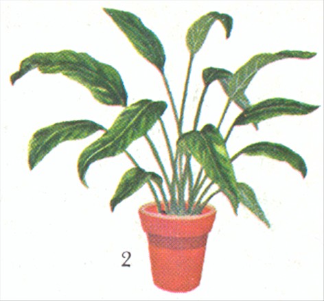 Fredslilje - Spathiphyllum wallisii - pasning