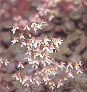 Jødeskæg - Saxifraga sarmentosa - pasning