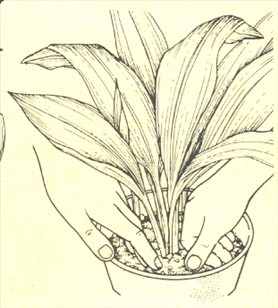 Aspidistra - Aspidistra elatior - pasning