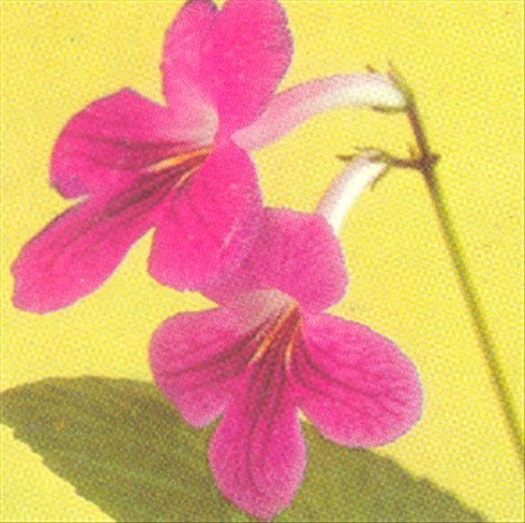 Spiralfrugt - Streptocarpus - pasning