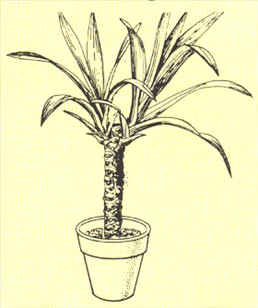 Palmelilje - Yucca elephantipes - pasning