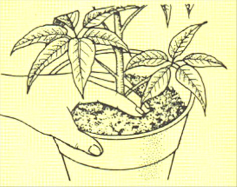 Paraplyplante - Schefflera actinophylla - pasning