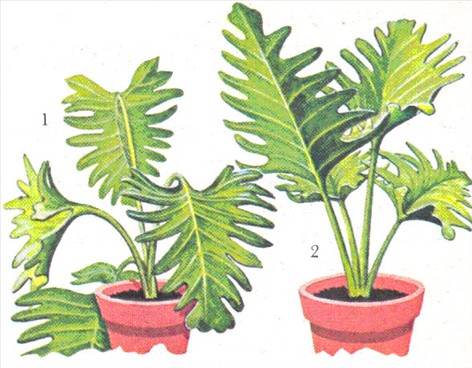 Philodendron, ikkeklatrende - Philodendron bipinnatifidum - pasning