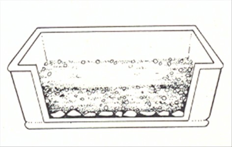 Elsdyrtakbregne - Platycerium alcicorne - pasning