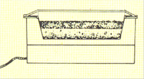 Philodendron, ikkeklatrende - Philodendron bipinnatifidum - pasning