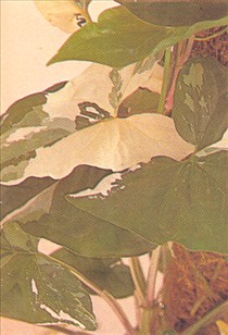 Gåsefod - Syngonium vellozianum - pasning