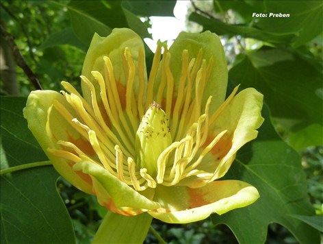 Tulipantræ - Liriodendron tulipifera