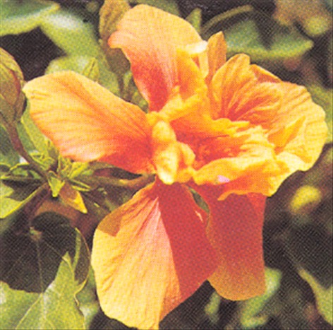 Hawaiiblomst - Hibiscus rosa-sinensis - pasning