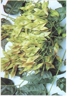 Skyrækker - Ailanthus altissima, synonym A. glandulosa