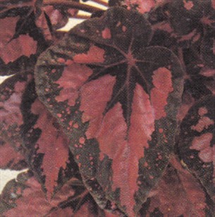 Bladbegonier - Begonia rex og Begonia masoniana - pasning