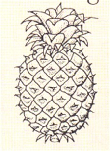 Ananas – Ananas comosus - pasning