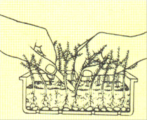 Stuegran - Araucaria excelsa - pasning