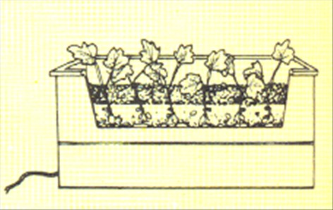 Philodendron, ikkeklatrende - Philodendron bipinnatifidum - pasning