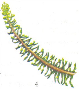 Stuegran - Araucaria excelsa - pasning